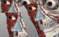 BioDigita Human- 在线3D人体结构模型【云软件】